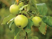 Intenzivno piljenje larvi jabukinog smotavca