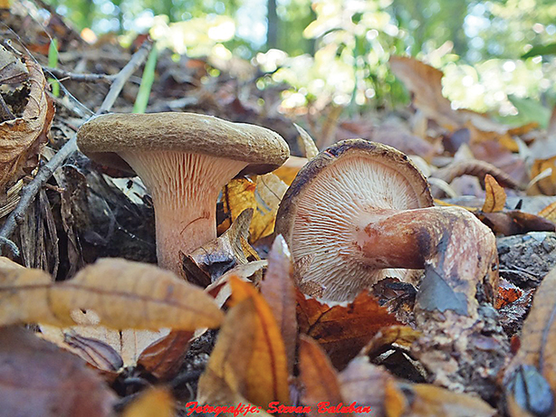 Paxillus involutus - Osetljiva uvijaca foto S Baluban