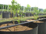 BOROVNICA: Saksije ili vreće umesto jamića