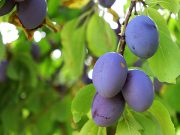 Nova uredba: Olakšan izvoz voća i povrća u Rusiju