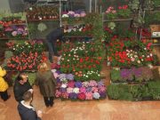 NOVI SAD: Odloženo Novosadsko proleće