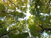 APV: Za šumarstvo izdvojeno 129.000.000 dinara