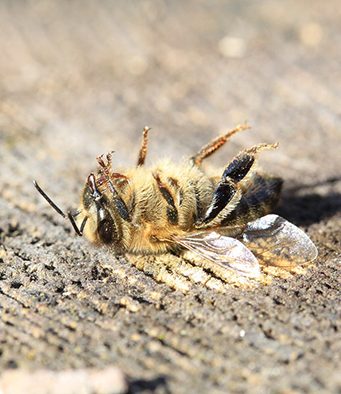 IZMEĐU DVE PAŠE: Suzbijanje varoe