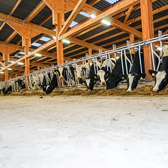 SANO: KAKO NAPRAVITI DOBRU ŠTALU – Čvrsti temelji za dobar posao