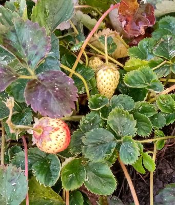 Jagoda najbrže vraća uloženo