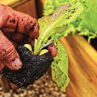 PROIZVODNJA RASADA: Najvažnije je na vreme posejati