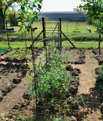 KAD BILjKAMA PRIJA ZAJEDNIČKI ŽIVOT: Povrće koje štiti voćnjak