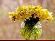 Ne mogu sve biljke sada da se iznesu