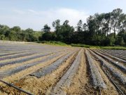 Radovi u jagodnjaku početkom vegetacije