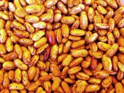 Stare sorte garancija za pravi ukus i miris