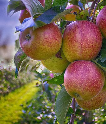 Atraktivne stubaste jabuke