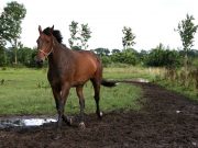 Konji najbolji pomagači