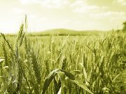 Žito se ne seje samo zbog zarade