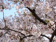 Trešnje u Kjotu procvetale mesec dana ranije