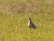 Nova vrsta ptice u Srbiji, stepski vivak