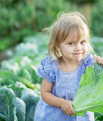 POVRTARI ODUSTAJU OD RANOG KUPUSA: Ulog visok, rizici preveliki, samo cena mala