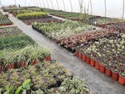 Cvećarstvo kao primer dobrog posla