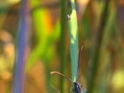 Najezda cvrčaka u Americi