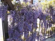 Miris i cvasti “plave kiše” praznik za dušu