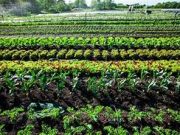 Šta je to regenerativna poljoprivreda