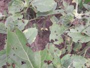 Zrenjanin: Crvena ražana buba u usevu suncokreta