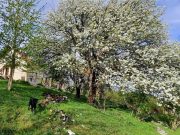 Jun je, a na Murtenici jabuka tek cveta