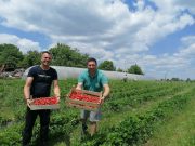 Zajedništvom do uspešne proizvodnje jagoda