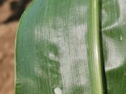 Polaganje jajnih legala prve generacije kukuruznog plamenca