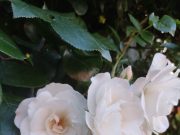 Sve više ruža na njivama Pomoravlja