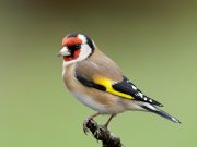 Sprečeno krijumčarenje pet zaštićenih češljugara