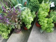 Bosiljak: sveti za obrede, đenoveze za sosove