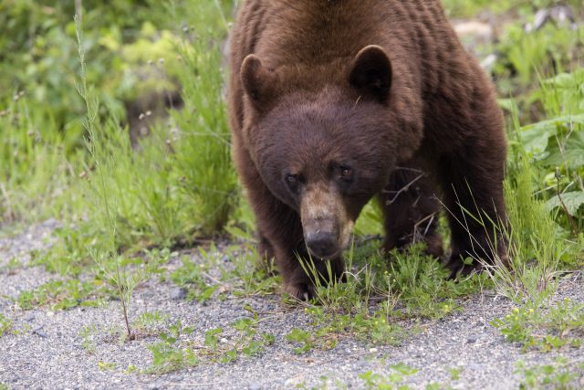 0621-Bear7