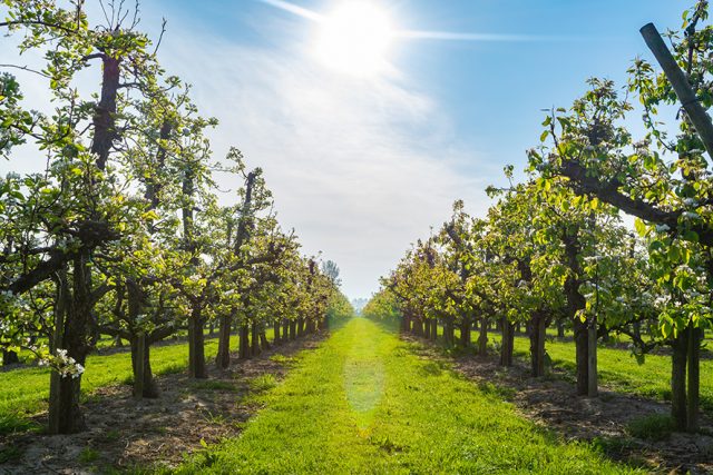 Rows with plum or pear trees with white blossom in springtime in