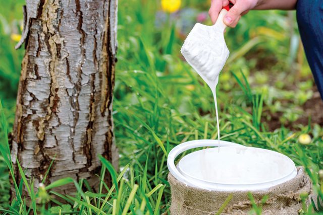 whitewashing of a young apple tree in early spring on a sunny day. protect it from insects and fungal diseases. farmer gardener's hand covers the whitewashed trunk of a young apple tree.