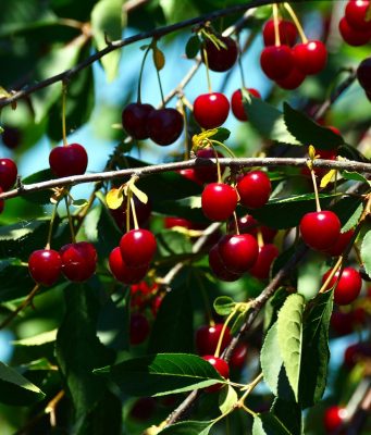 Visoki prinosi prvoklasnih plodova