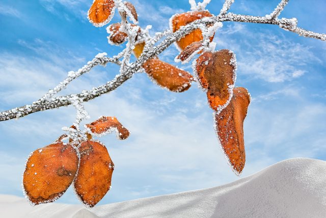 Leaves of quince-tree with white hoarfrost against a blue sky