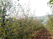 Rezidba šljive zavisi od sorte