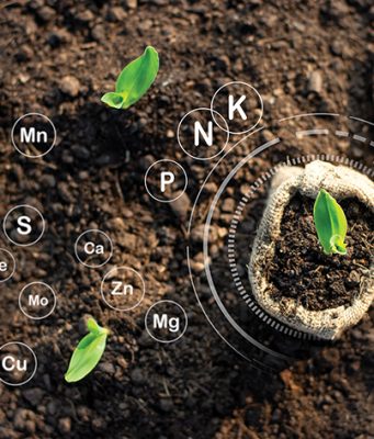 ZNAČAJ MIKROELEMENATA: Balansirana ishrana potrebna i biljkama