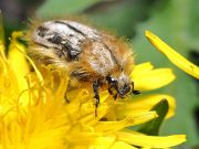 Kako protiv rutave bube