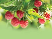 Hoće li malinarima biti isplaćen prošlogodišnji rod?