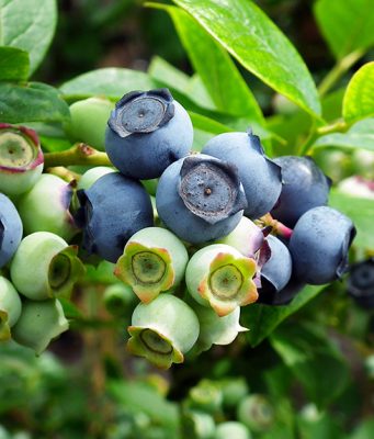 POMORAC MILE ČULjKOVIĆ: Borovnica donosi veliku zaradu, ali i traži veliku posvećenost