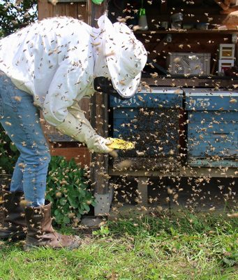MALA ŠKOJA PČELARSTVA DOBROG JUTRA (48): Apitoksin lek od Hipokrata do danas