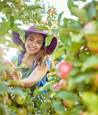 Izbor oblika krune kod jabuke