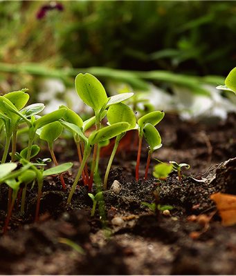 NA POČETKU NOVE POVRTARSKE GODINE: Kad je pravi čas za setvu rasada?