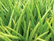 ALOJA VERA: Zeleni prečistač ustajalog vazduha