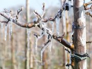 Kako zaštititi voće od mraza?