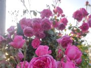 Priprema za sadnju ruže