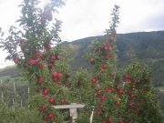 Izbor i priprema sadnica jabuke