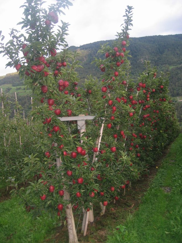 јавука витко вретено