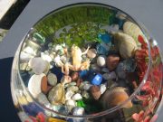 Albino žabac Milentije osvojio Šumadince